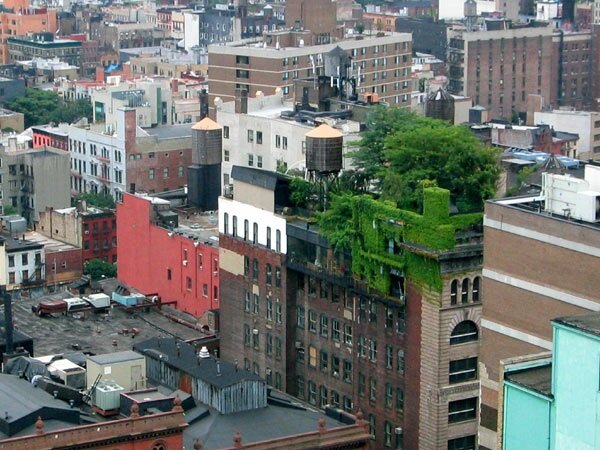 toit vegetal plante new york Découvrez les bienfaits des toitures végétalisées sur la qualité de lair et la santé