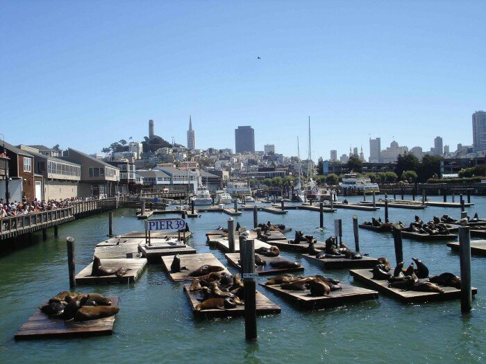 pier39 san francisco sf phoques californie 700x525 San Francisco, la plus européenne des villes américaines ! Visite guidée...